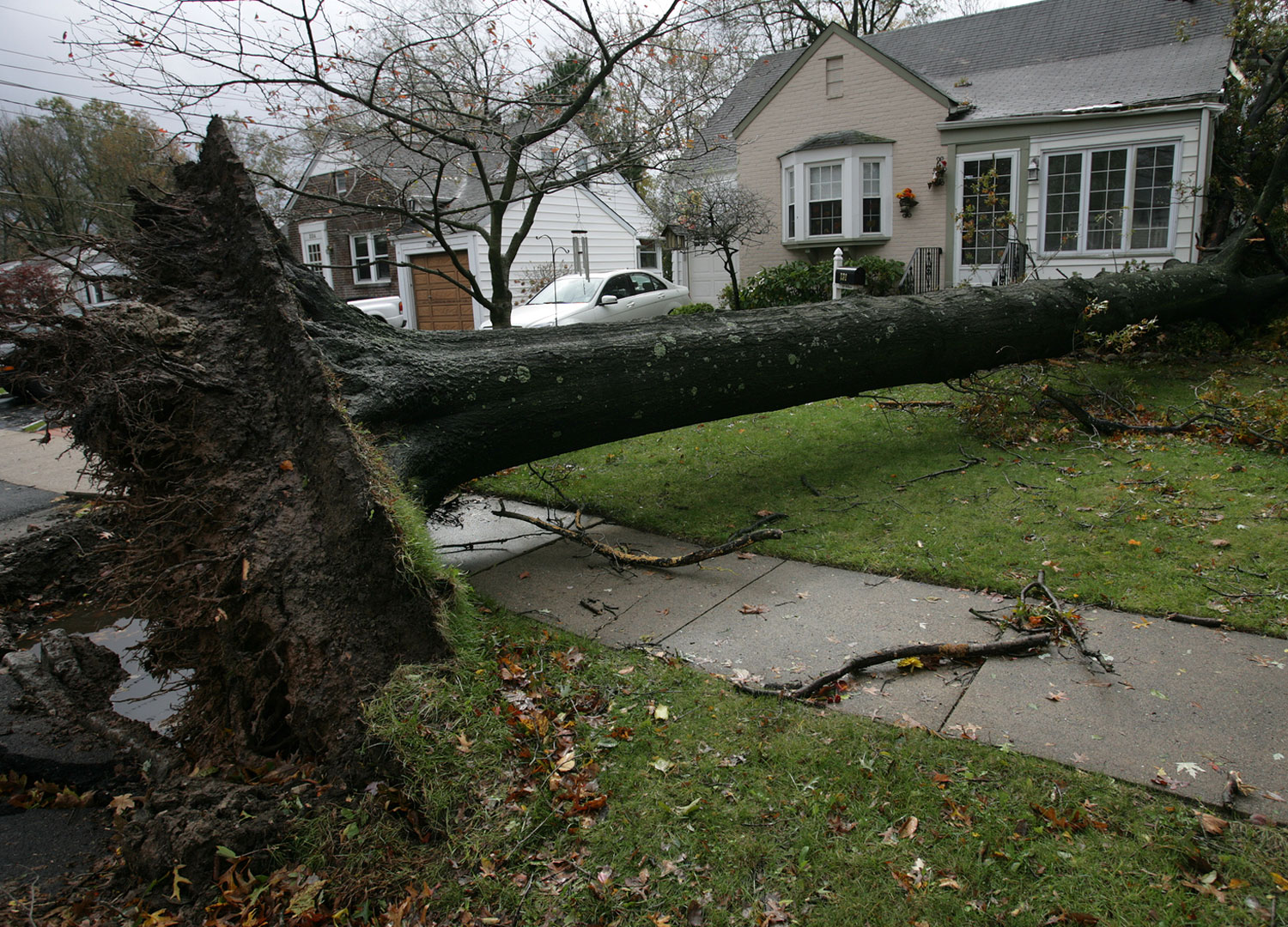 Uprooted-tree - Sabel Adjusters